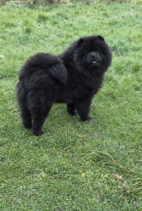 UNA DE LA MAISON DU CHOW CHOW