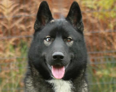 ALCATEIA DAS NEVES ANUBIS