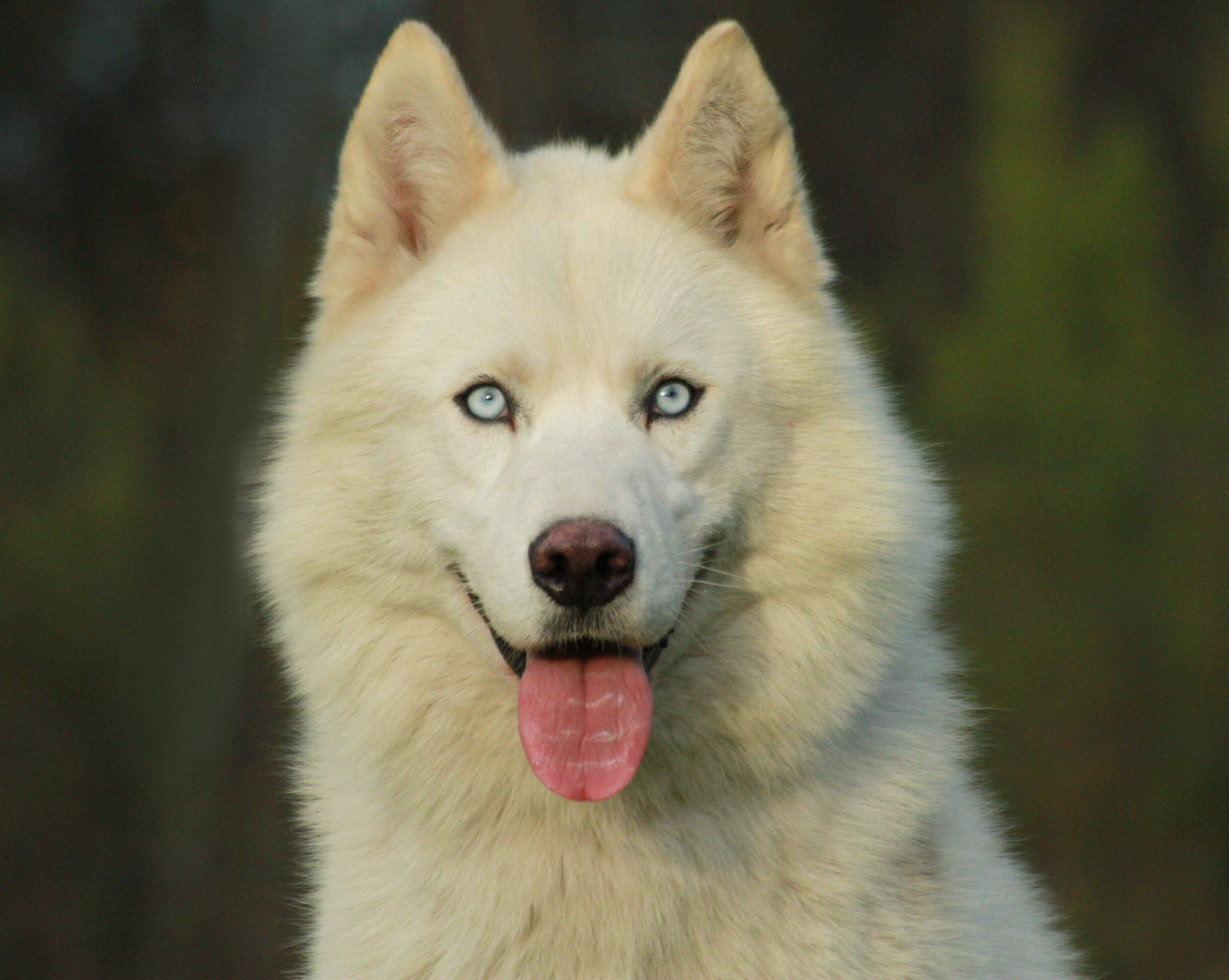 ALCATEIA DAS NEVES TEMPETE-DE-NEIGE