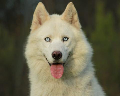ALCATEIA DAS NEVES TEMPETE-DE-NEIGE