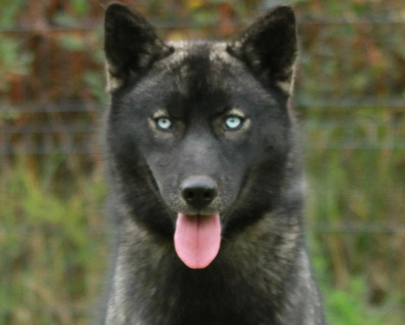 ALCATEIA DAS NEVES AURORA