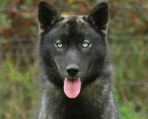 ALCATEIA DAS NEVES AURORA