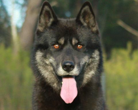 PIRATE JACK SPARROW TAUN FOREST