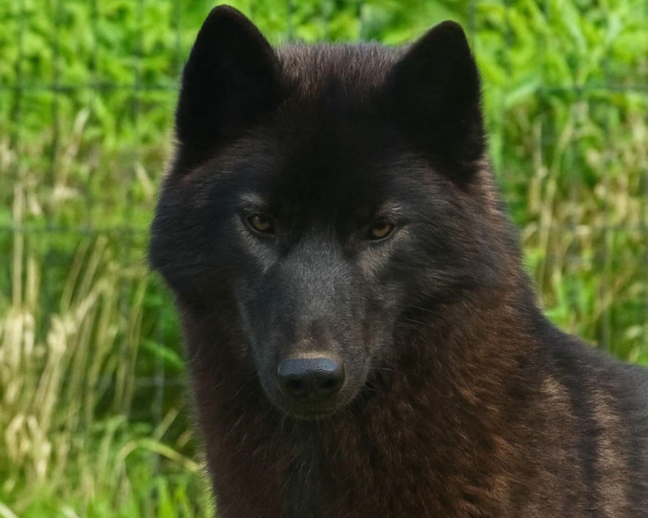 BERRY MIX ELEMENT BLACK GOLD dite Serena