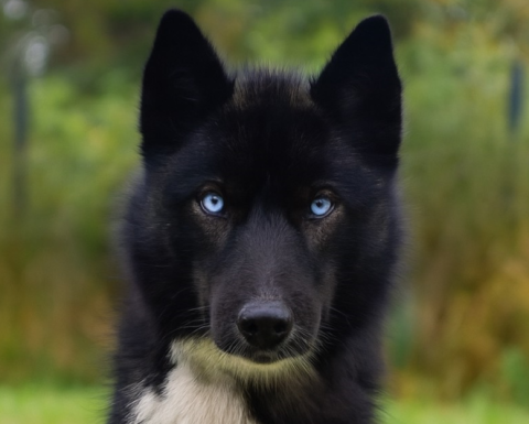 UANNA DU ROYAUME DE L OR BLANC