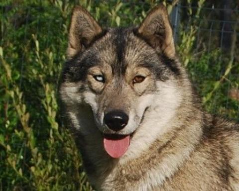 ALCATEIA DAS NEVES TWILIGHT