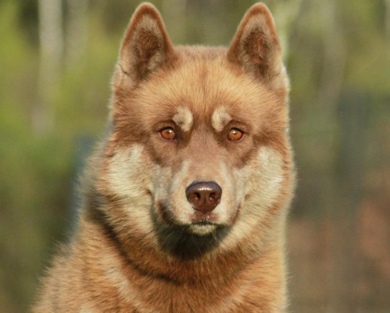 ALCATEIA DAS NEVES U'JACOB