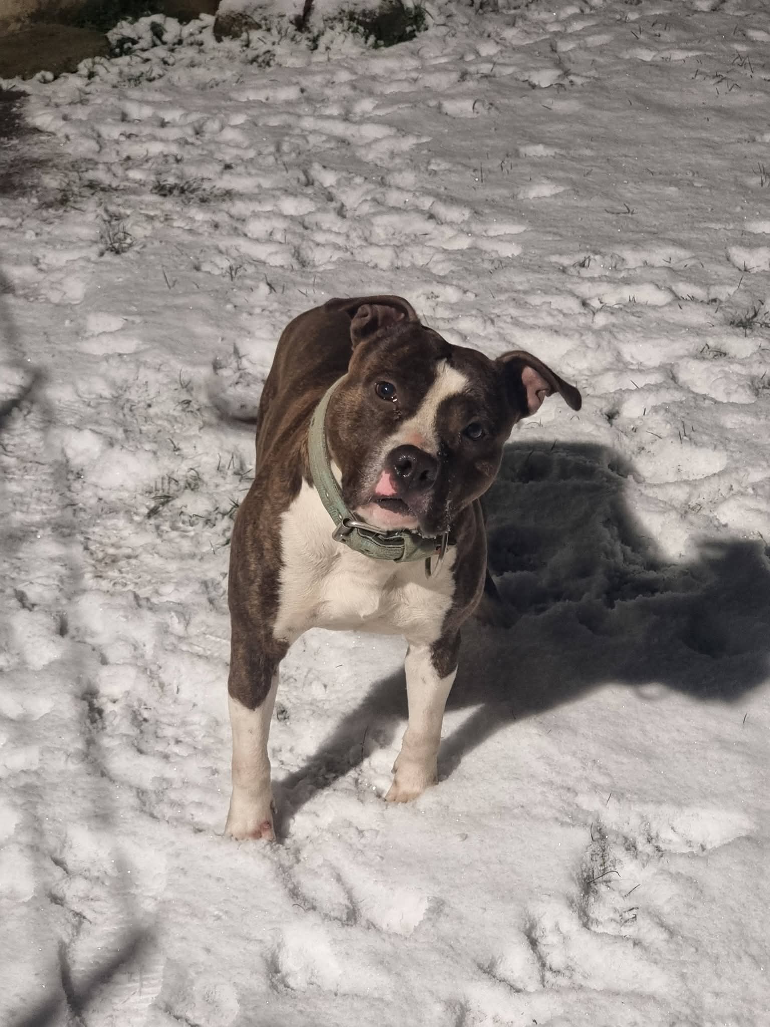 TELL ME MORE T -BAG DU BOSQUET AUX LOUPS