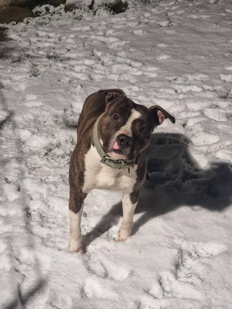 TELL ME MORE T -BAG DU BOSQUET AUX LOUPS