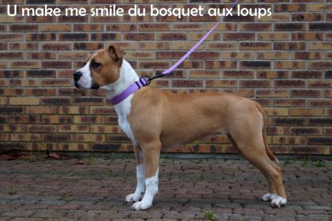 U MAKE ME SMILLE DU BOSQUET AUX LOUPS