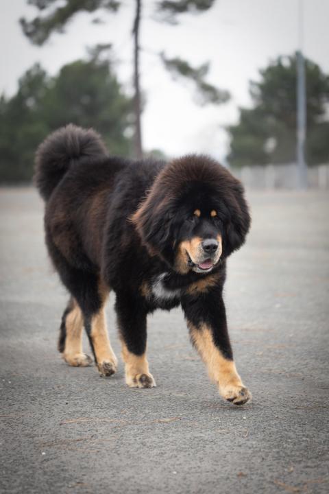 I GESHE GELUGPA DES PLAINES DE L'ITON