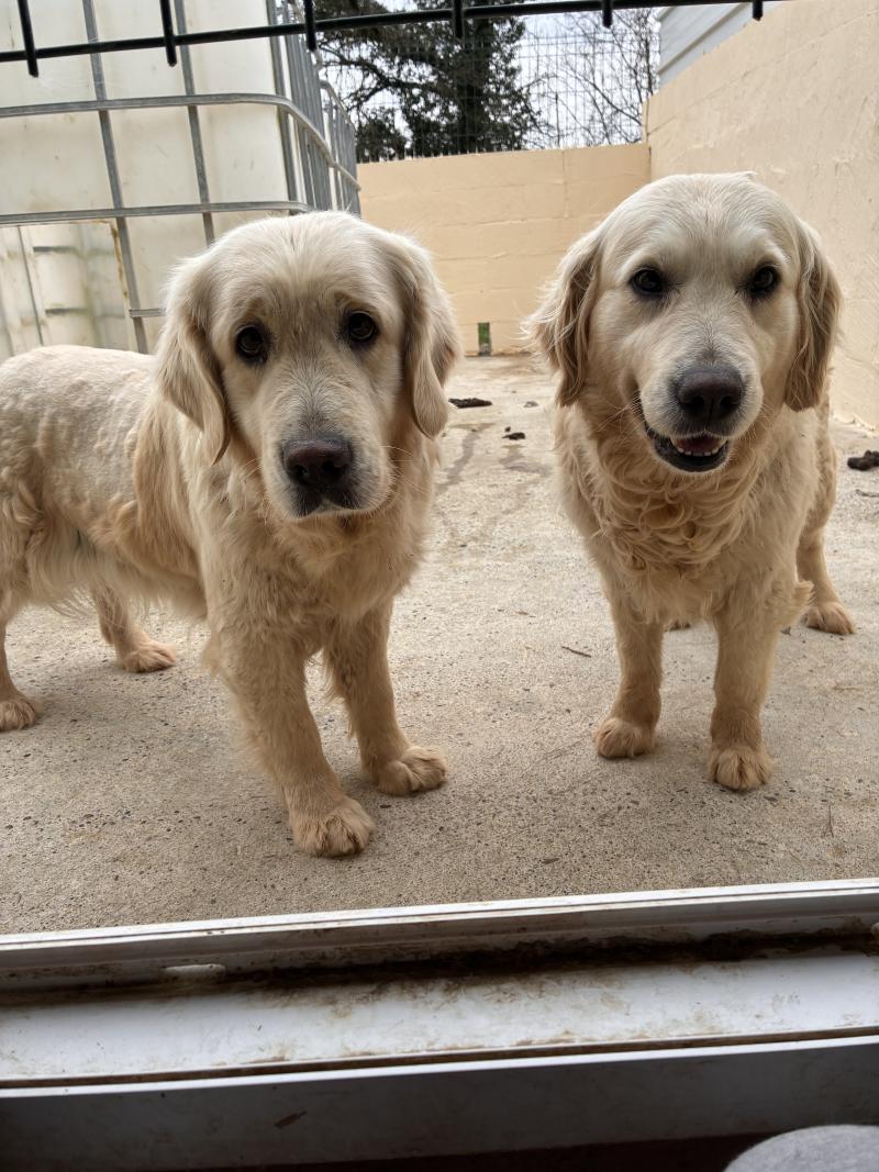 SISSY DES OURSONS DES ARUMS