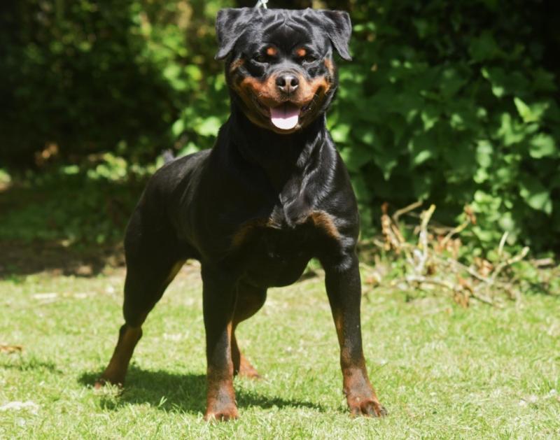 TEXIE VOM OWANE'S PARADISE