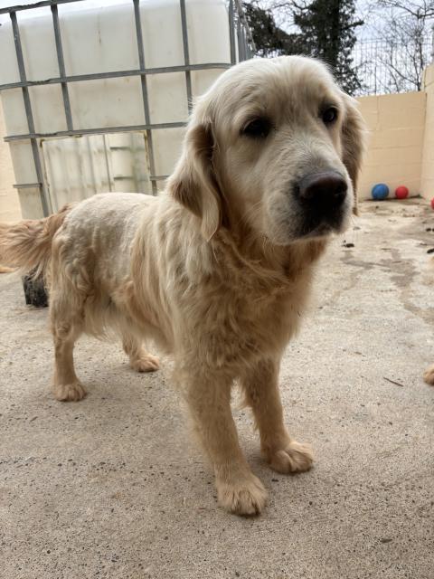 SALLY DES OURSONS DES ARUMS