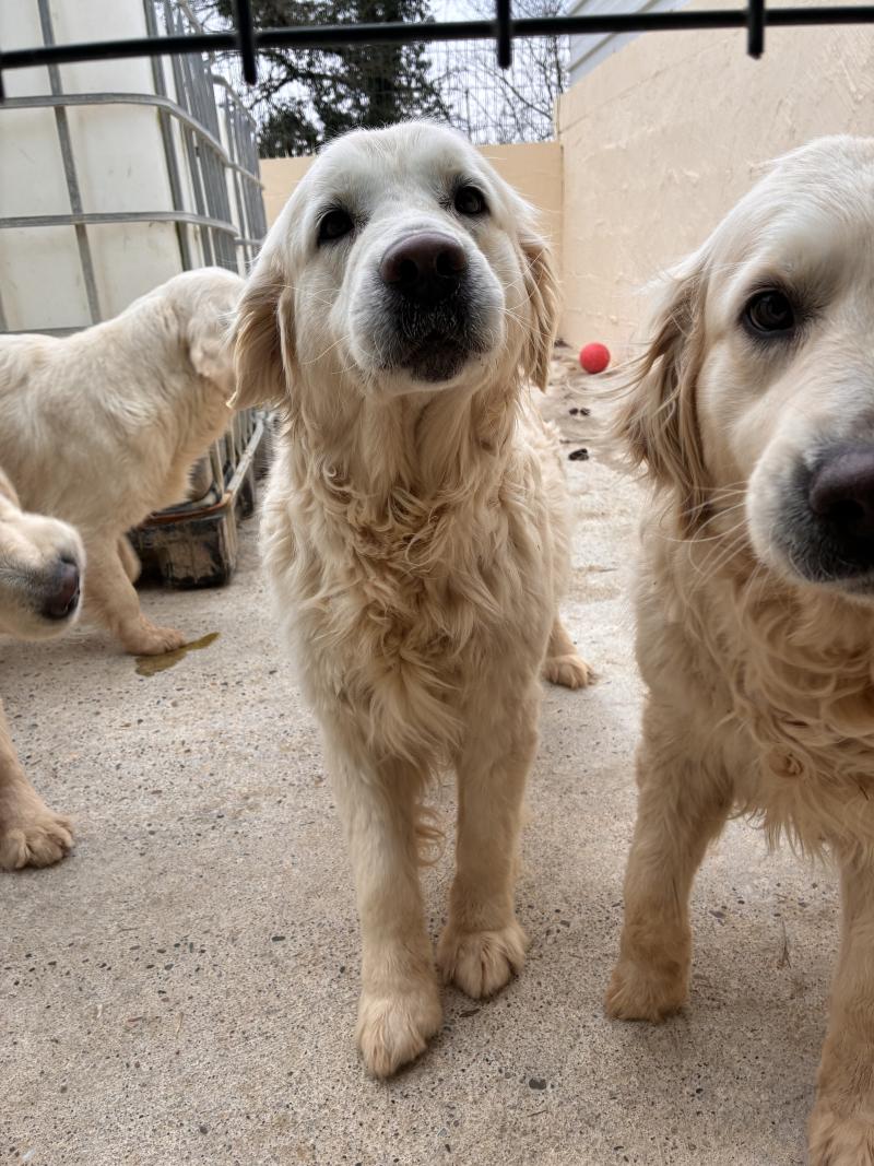 ULYANA DE LA MEUTE DE LA CLAIRIERE