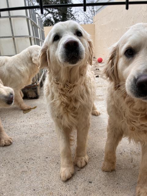 ULYANA DE LA MEUTE DE LA CLAIRIERE