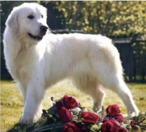 U2 DU MAS DE LA HILLANE