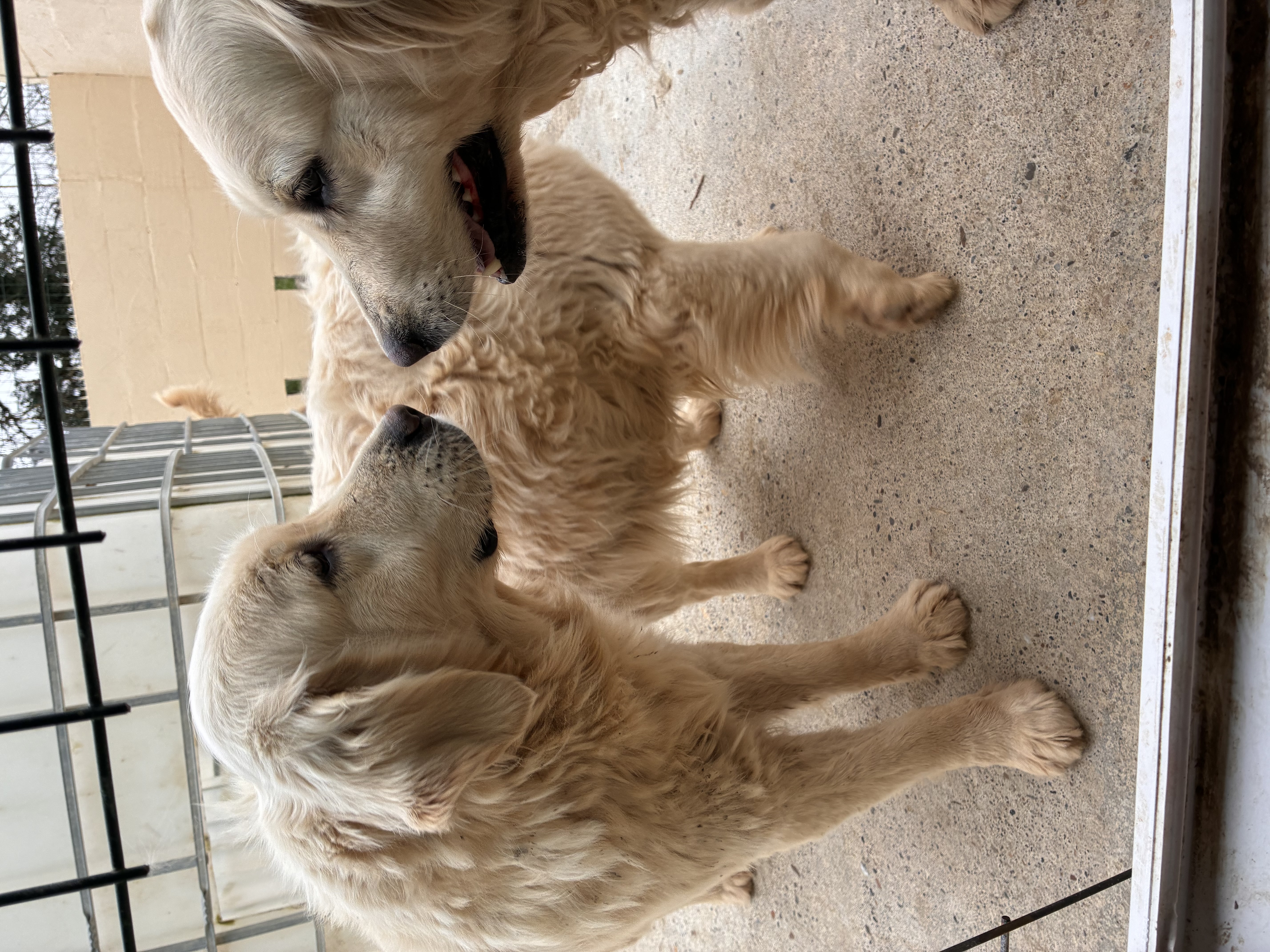 ULINA DE LA MEUTE DE LA CLAIRIERE