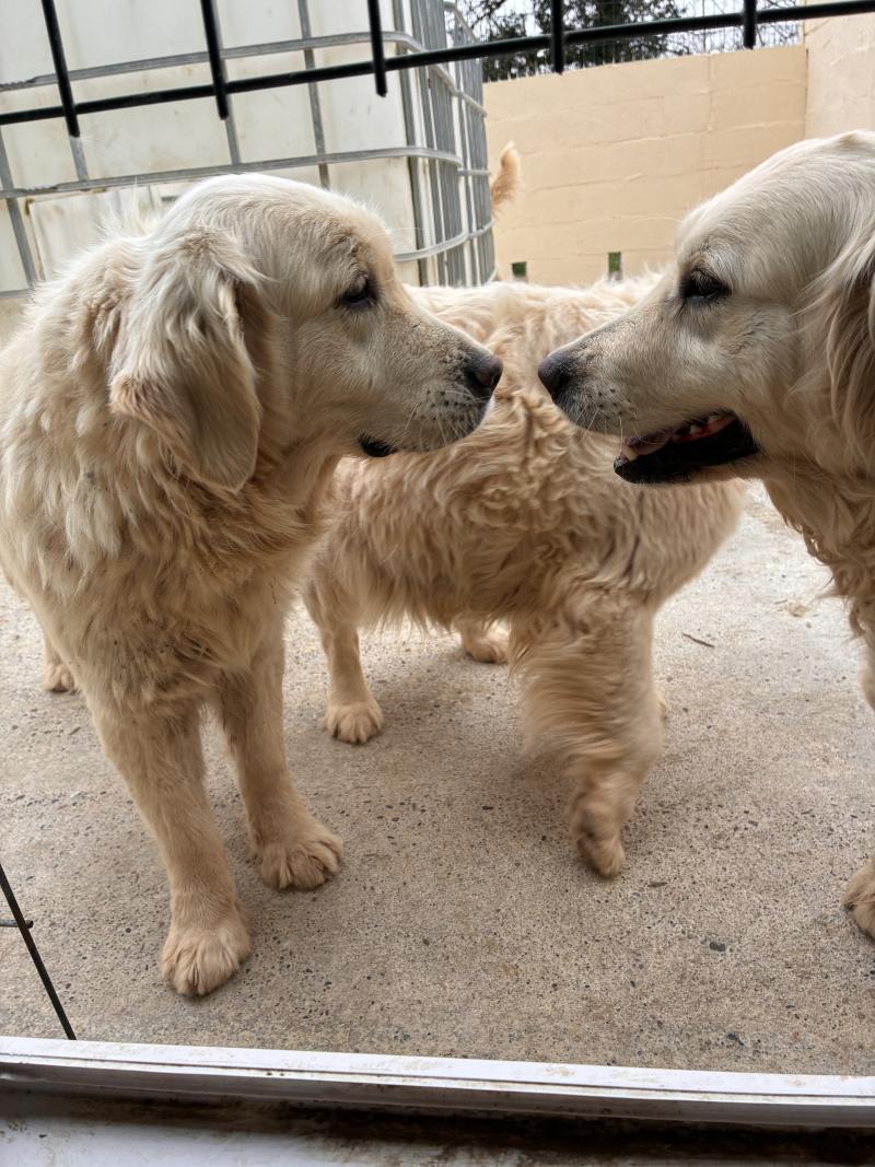 ULINA DE LA MEUTE DE LA CLAIRIERE