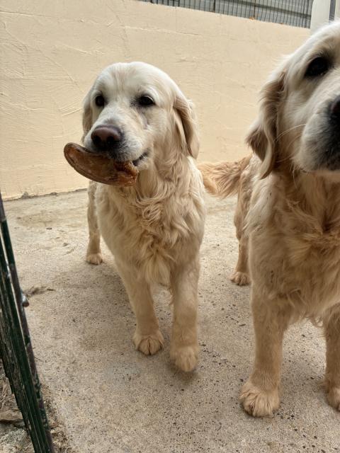 UHAINA DE LA MEUTE DE LA CLAIRIERE