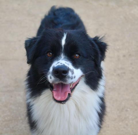 UNIVERS NEPTUNE DES MILLE ET UNE PATTOUNES