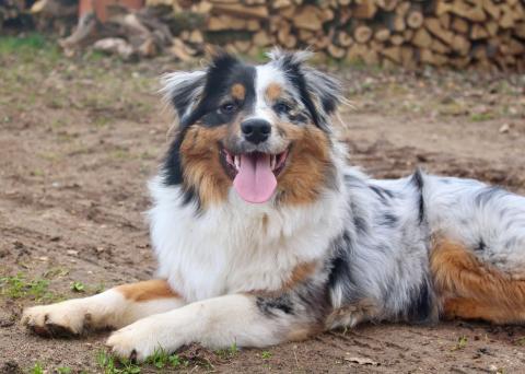 VRAIMENT PERFECTIONNISTE DES MILLE ET UNE PATTOUNES