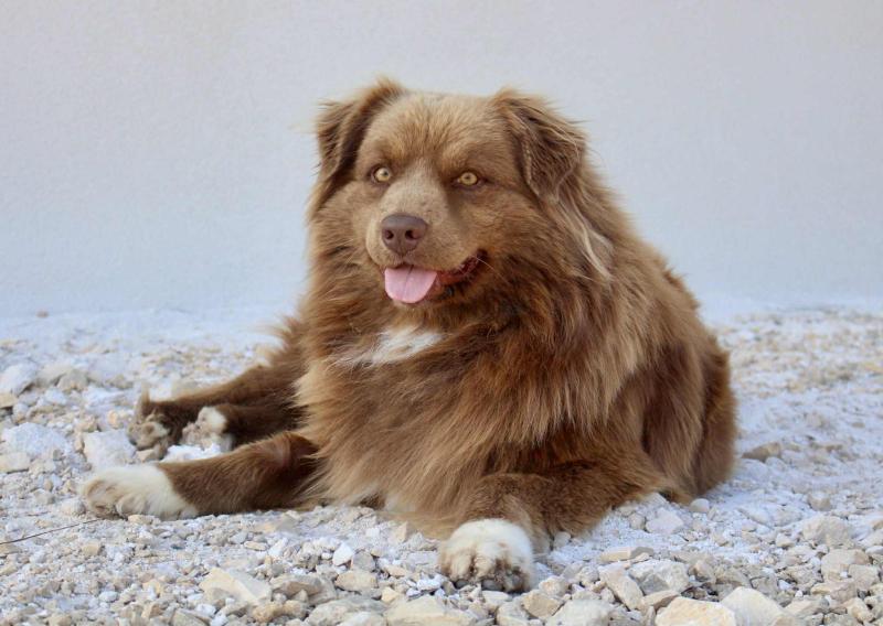 UNIVERS URANUS DES MILLE ET UNE PATTOUNES