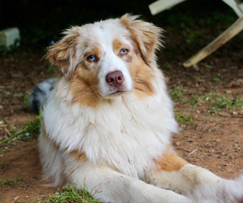 VRAIMENT IRRESISTIBLE PEARL DES MILLE ET UNE PATTOUNES