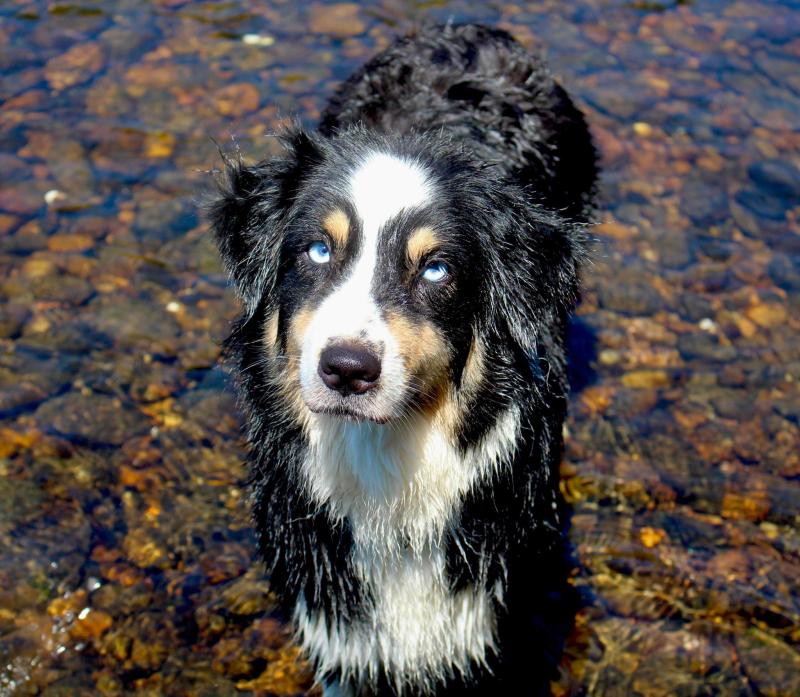 SAFIR DE LA TOMBEE DE LA NUIT