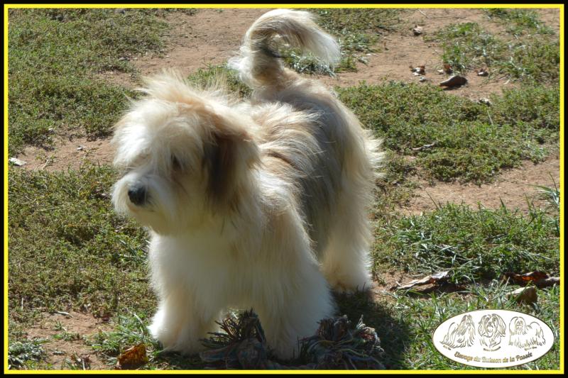 UMPA  LUMPA DU BUISSON DE LA PASSEE