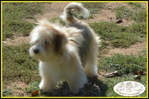 UMPA  LUMPA DU BUISSON DE LA PASSEE