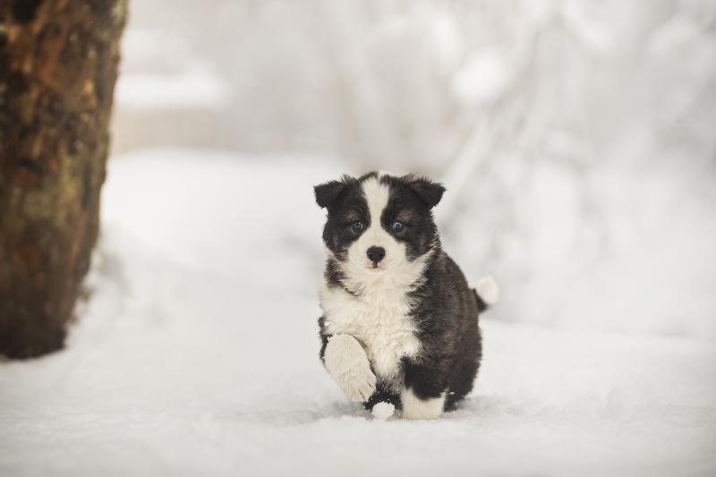 COLD SUMMIT AVALANCHE
