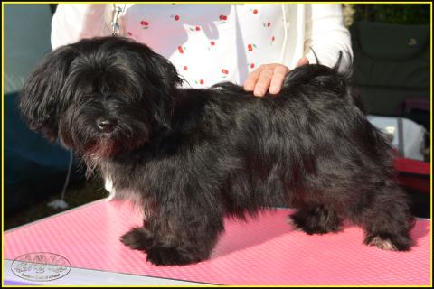 TOUCHE FINALE DU BUISSON DE LA PASSEE