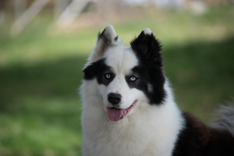 SVOBODNAYA STAYA ESAUL II