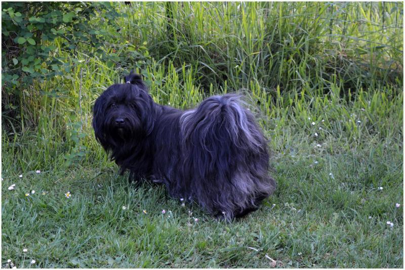 PERLE DU BUISSON DE LA PASSEE