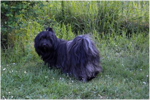 PERLE DU BUISSON DE LA PASSEE