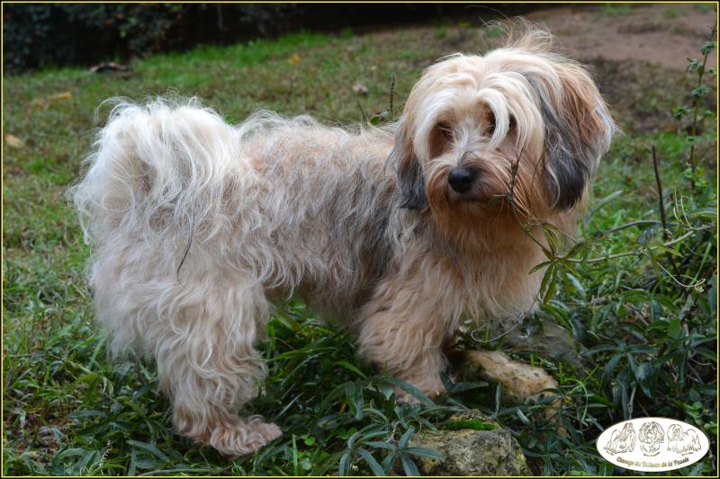 TAMARIS DU BUISSON DE LA PASSEE