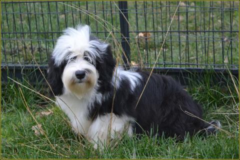 U ELLE VA DU BUISSON DE LA PASSEE