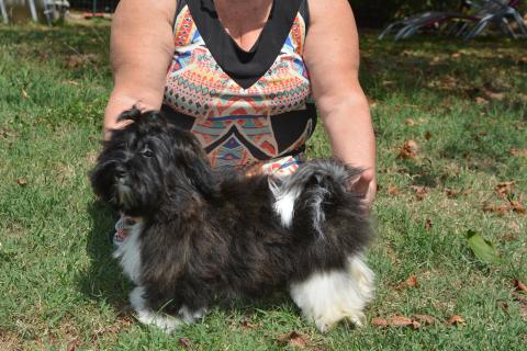 MELODY D'UM SOIR ALCADO Z DEBOWEGO DWORU