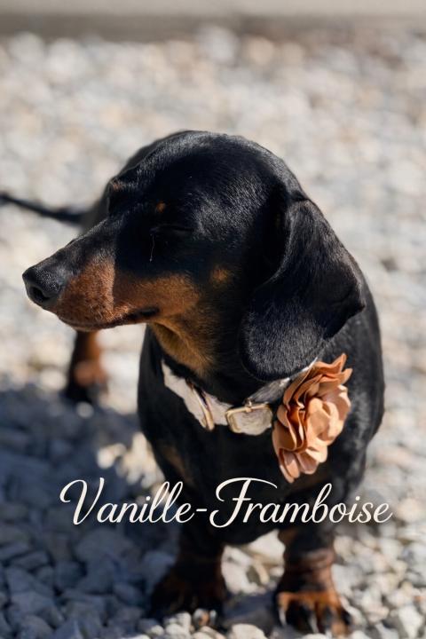 VANILLE FRAMBOISE DU CLOS DES BORDS DE MER