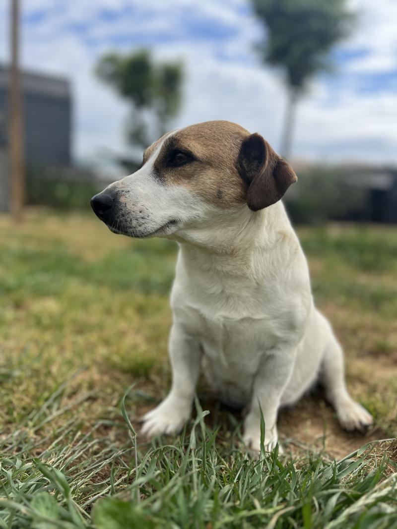SACHA