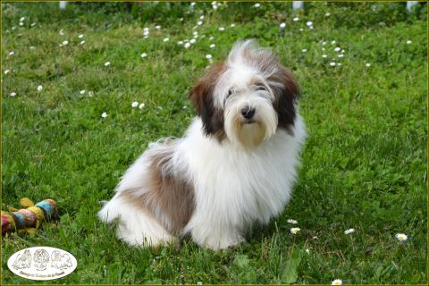 TOSCANE DES TERRES DE PALLANNE
