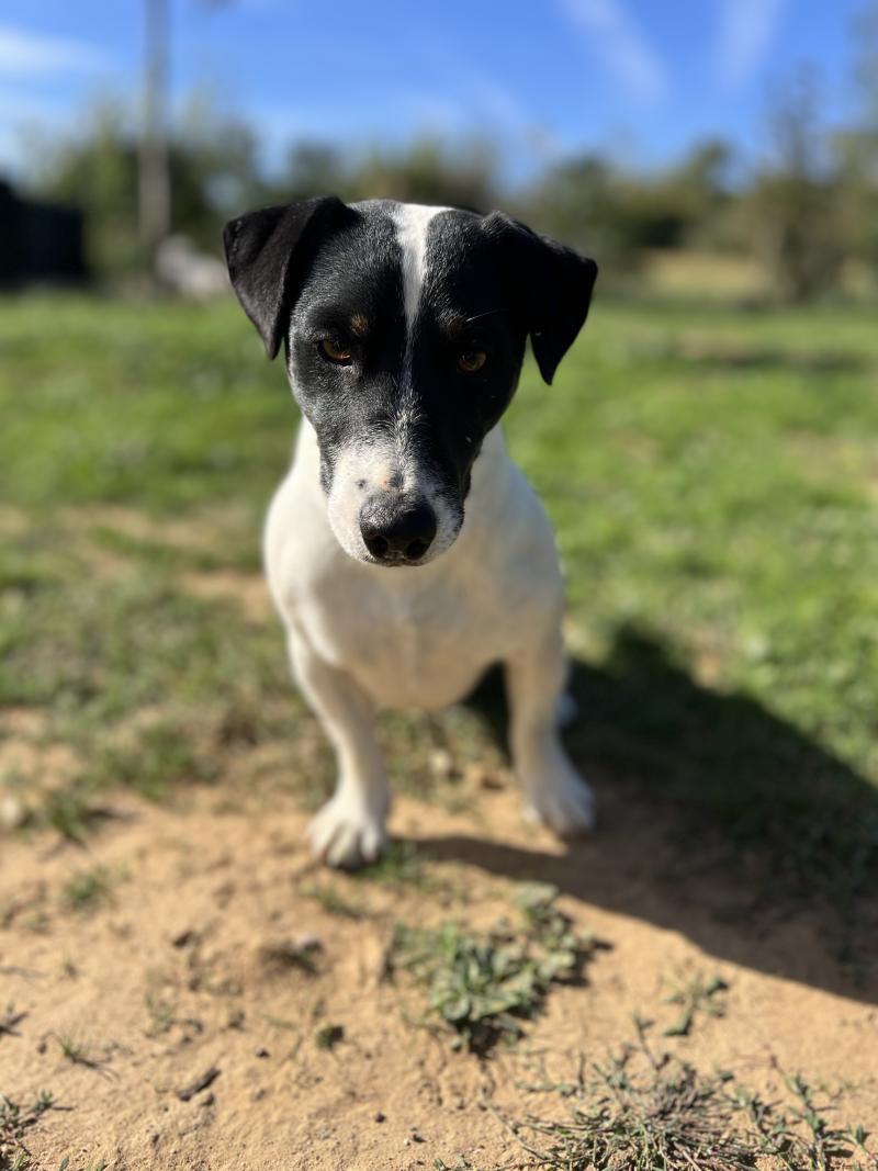 VINCE RAGAZZINO BIANCO NERO DU JARDIN DES ZOUILLES DU FRESNE