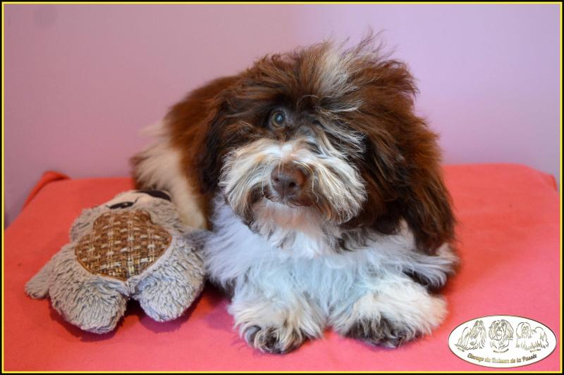 VALEUR SURE DEL REY RAKASHI