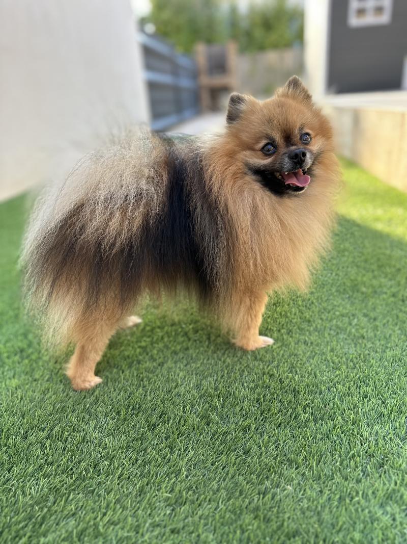 OSCAR DU JARDIN DES MERVEILLES