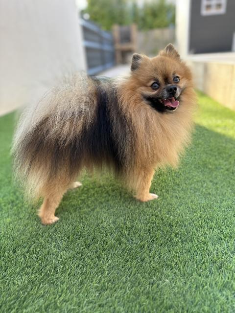 OSCAR DU JARDIN DES MERVEILLES