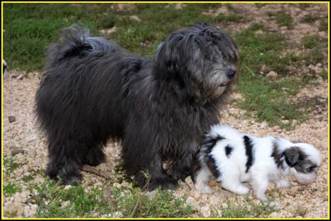 VIOLETTE PRUNELLE COEUR DE MASAI