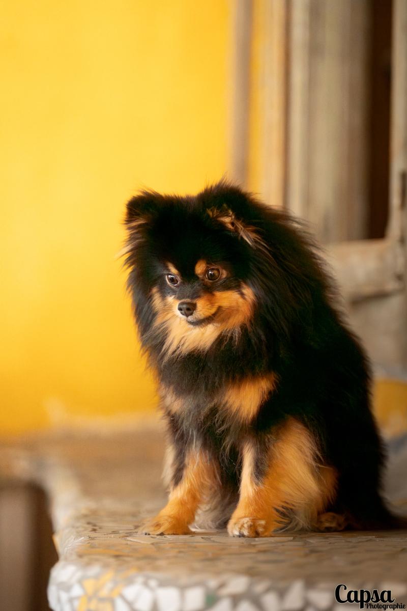 STELLA DU BAISER VOLE