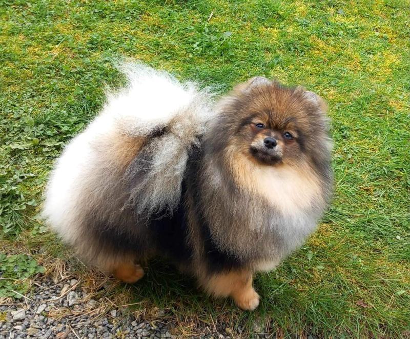 UNBREAK MY HEART OF LOVELY TIM