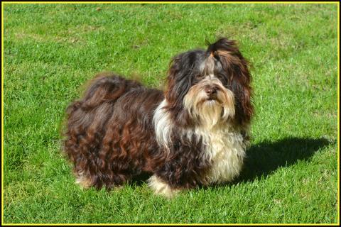 UABARI FLAM COEUR DE MASAI